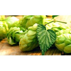 Cascade 5.5%